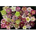 thumbnail image 5 of 3 Live Hellebore Plants - Mixed Lenten Rose / Hellebore in 2 Inch Pots - Perennial, Winter-Blooming - Great for Cut Flowers - Helleborus x hybridis, 5 of 6