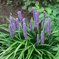 thumbnail image 4 of Liriope muscari ‘Big Blue’ – Evergreen Lily Turf with Lavender-Blue Flower Spikes, 4 of 6