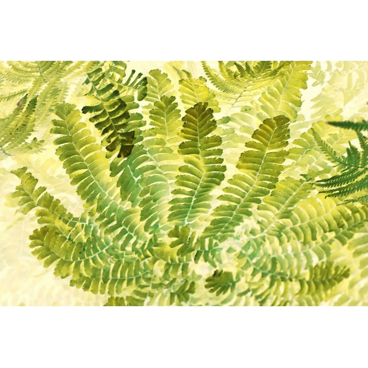 "Fern Fantasy I" Painting Print on Wrapped Canvas