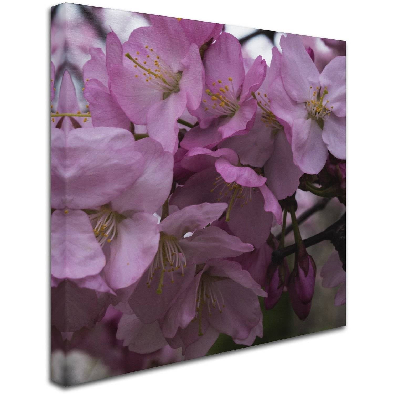 Trademark Fine Art "Cherry Blossom Cluster" Canvas Art by Kurt Shaffer