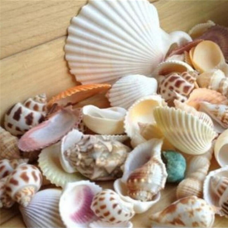100g Beach Mixed SeaShells Mix Sea Shells Shell Craft SeaShells AquariumDecorS!