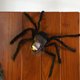 thumbnail image 3 of 24" Esqueleto de araña Araneid Decoraciones de Halloween para interior y exterior Disfraces para el jardín y el hogar Fiestas Decoración para habitaciones terroríficas, 3 of 3