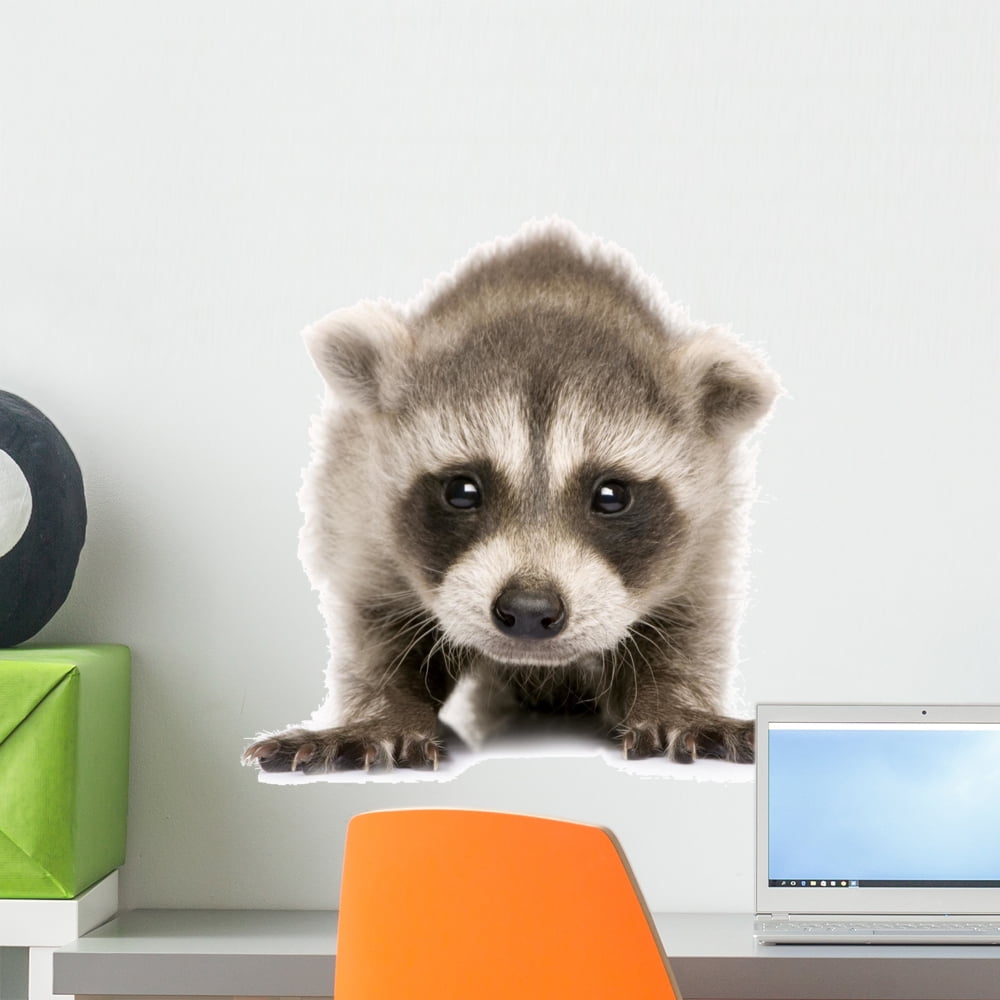 Baby Raccoon Wall Decal Sticker, Wallmonkeys Peel & Stick Vinyl Graphic