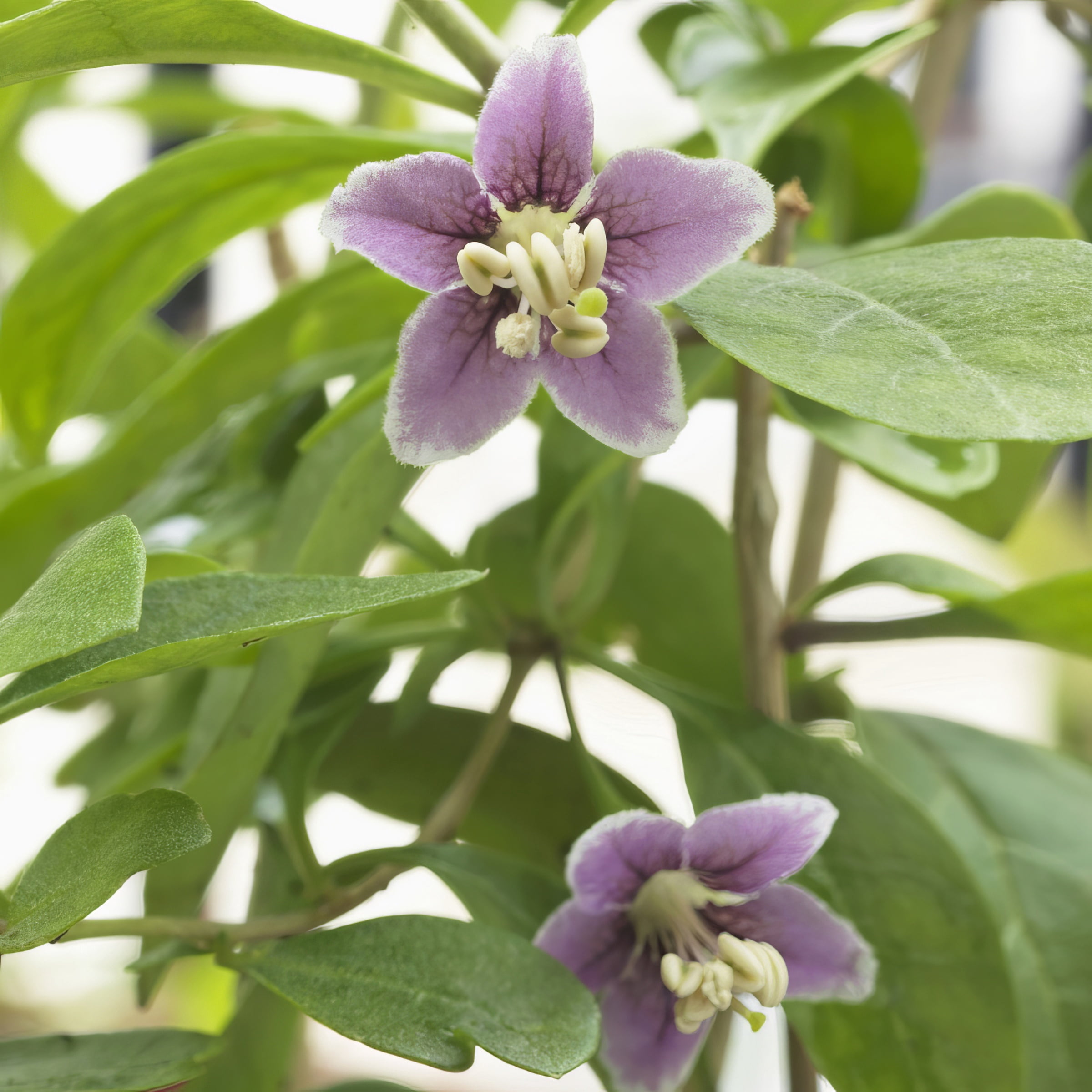 National Plant Network Live Shrub 1 gal Gogi Berry with Full Sunlight