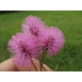 thumbnail image 5 of 20 Seeds -Sensitive Plant -Mimosa pudica -Leaves Move When Touched Colorful Flowers Ornamental Tropical, 5 of 6