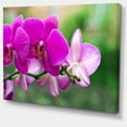 thumbnail image 2 of Belles Fleurs d'Orchidée sur Fond Vert - Grande Impression sur Toile Florale, 2 of 4