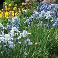 thumbnail image 4 of Van Zyverden Iris Bearded Full Tide (1 Dormant Bulb) Partial Sun, Blue, Perennial, 4 of 8