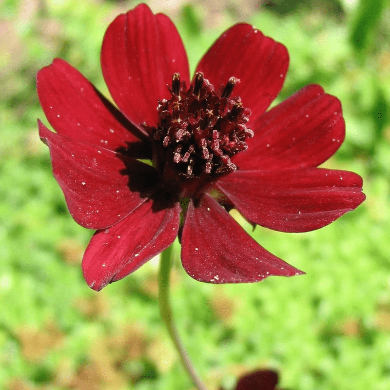 50 Red Futaba Rare Chocolate Cosmos Mix Seeds