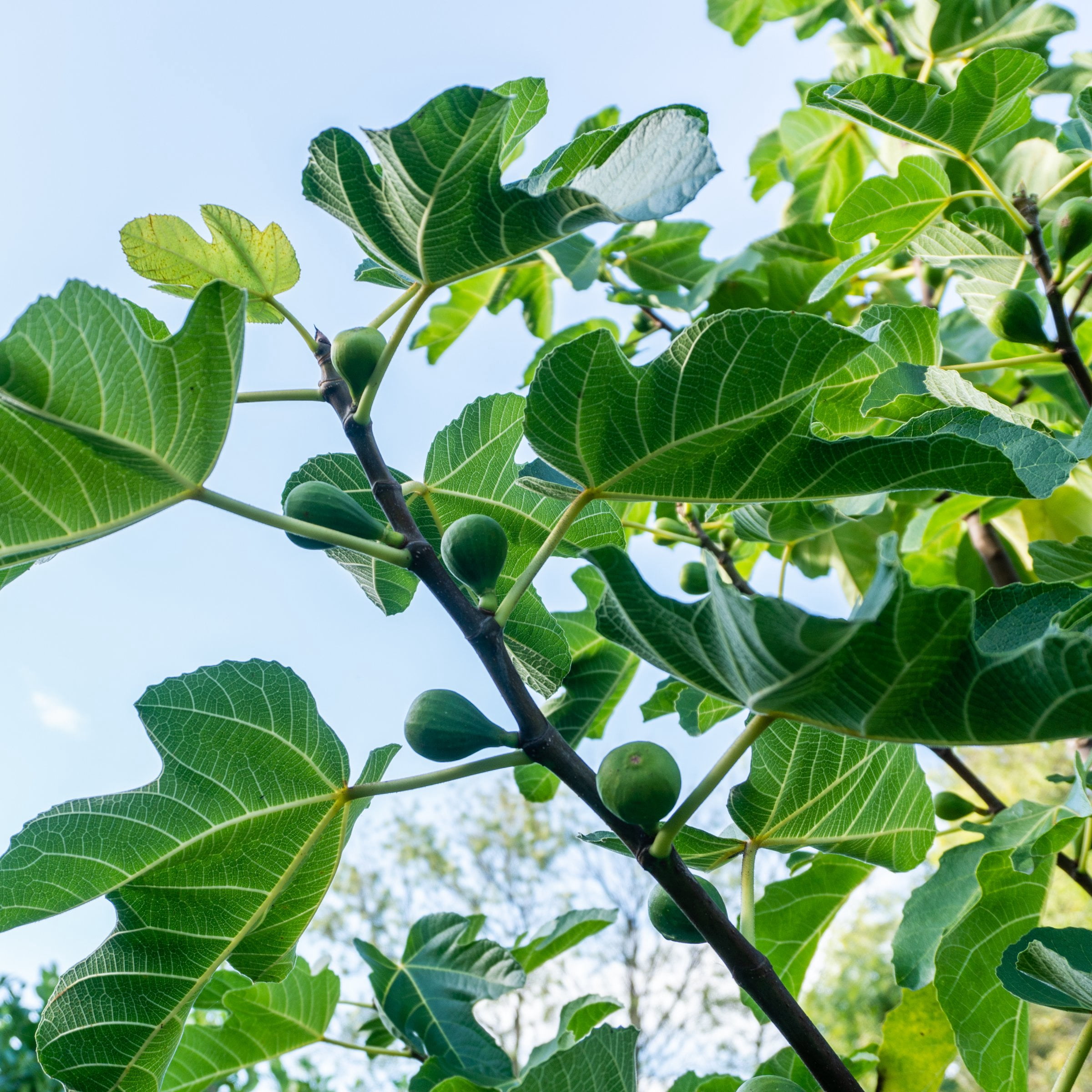1 gal. Fig Kadota  Live Shrub with Full Sunlight
