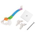 thumbnail image 4 of New Colored Life Size Flexible Anatomical Human Skeleton Spine Model with Pelvis Femur 45cm, 4 of 4