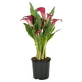 thumbnail image 2 of Expert Gardener 1.5PT Red Calla Lily Live Perennial Plant Sun 5-Pack, 2 of 4
