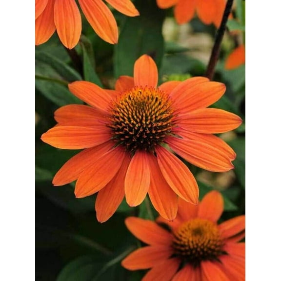 50 Sombreo Coneflower Seeds Echinacea Flower Perennial Flowers Seed 1390 USA