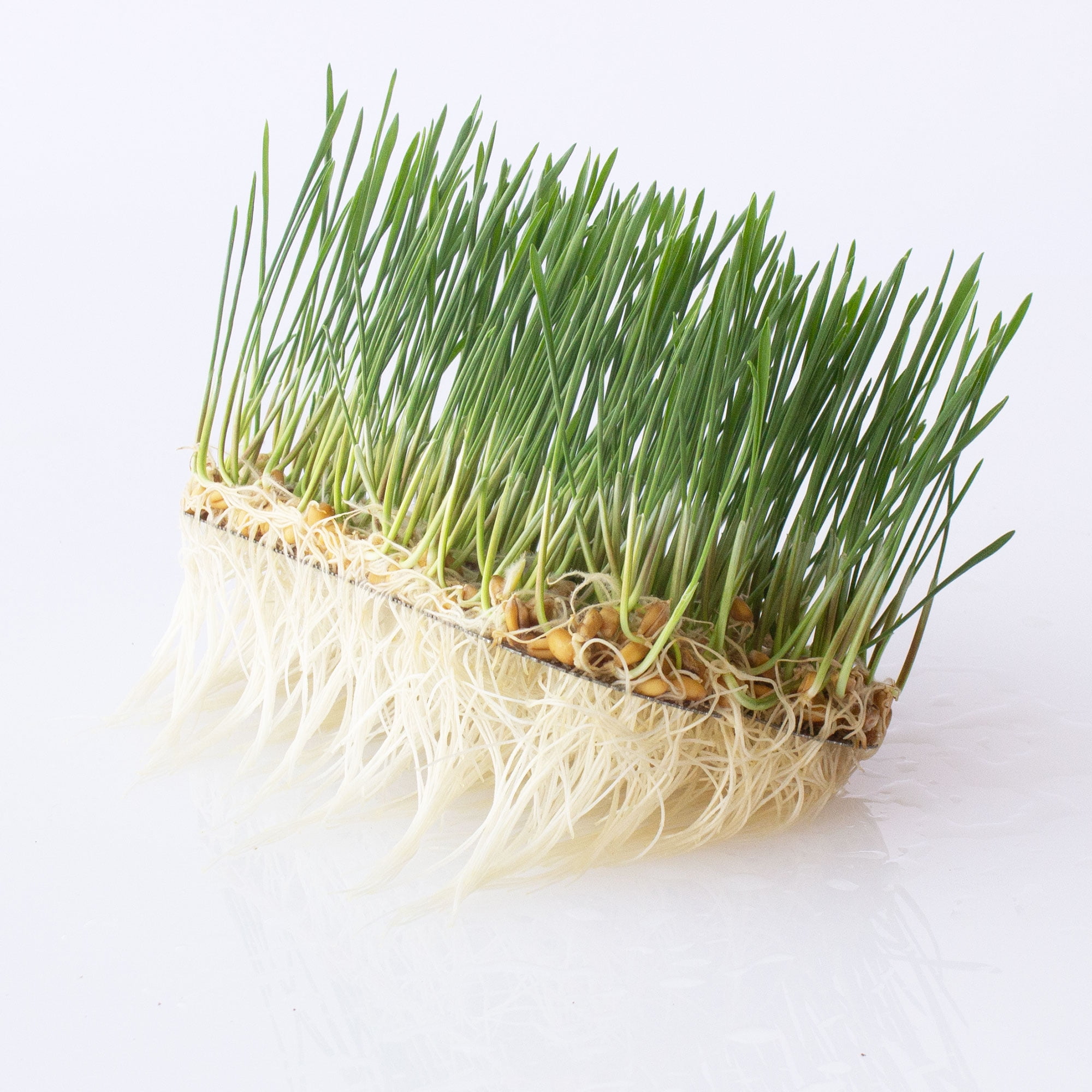 Trellis + Co. Stainless Steel Hydroponic Microgreens Growing Kit - 2 Pack - Infinitely Reusable Hydroponic Kit for Microgreen Seeds & Wheatgrass Seeds - Easy Soil-Free Sprouting System