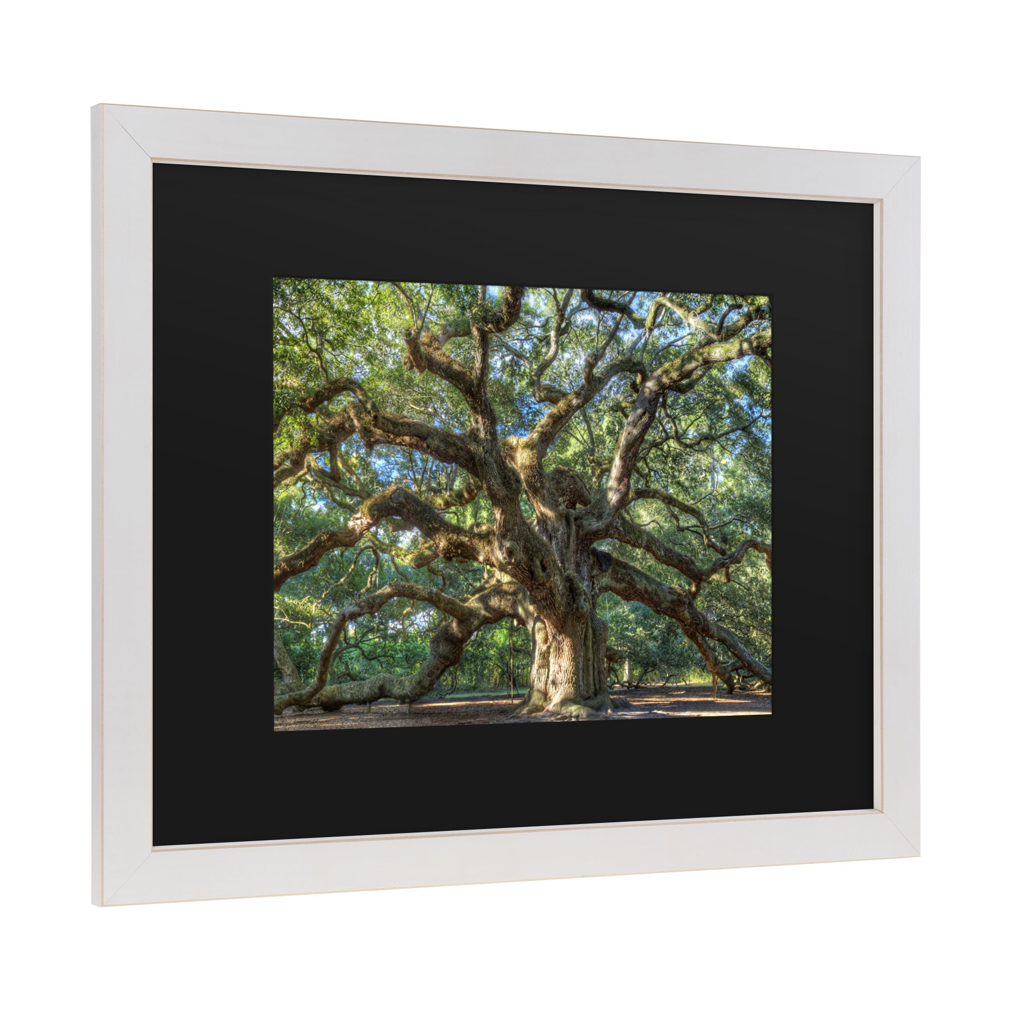 Trademark Fine Art 'Angel Oak Charleston' Canvas Art by Pierre Leclerc