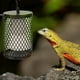 thumbnail image 2 of BEMS-1 pieza de reptil de red antiescaldamiento para mascotas que se arrastran, 2 of 4