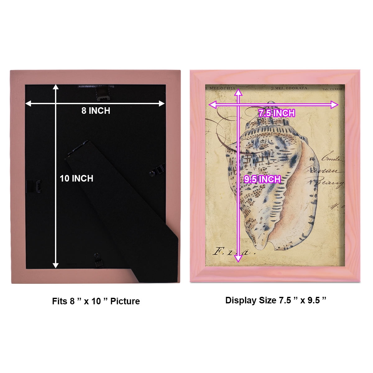 Seashell Ephemera I - Framed Print w/glass - Sunset Pink