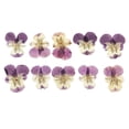 thumbnail image 3 of 10 Piezas de Flores Secas Prensadas de Pensamiento Seco, Flores Secas para Manualidades Y Decoración Floral., 3 of 9
