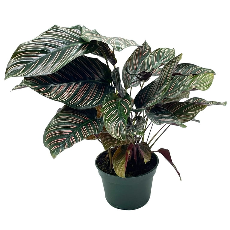 Calathea Pink Stripes Ornata Prayer Plants Indoor Air, 59% OFF