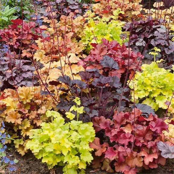 Mixed Heuchera, 3 plugs, one plant per plug