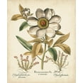 thumbnail image 2 of Besler, Basilius 12x14 Gold Ornate Wood Framed with Double Matting Museum Art Print Titled - Ivory Peonies I, 2 of 4