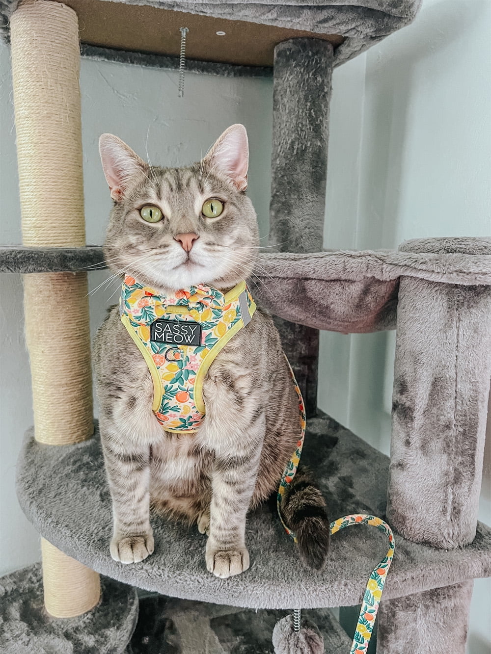 Sassy Meow Cat Step-In Harness Extra Small - Zest Friends