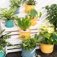 thumbnail image 5 of Bobasndm 1 Pack Planter Pots with Tray, Modern Indoor Outdoor Plastic Planter Pots for Small Plants Succulent Nursery Orchid Home Office Decor Gardening, 5 of 9