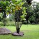 thumbnail image 3 of Tree Watering Bag, 2 Slow Release Tree Watering Rings, New Planting Automatic Drip Irrigation Kit, 3 of 4