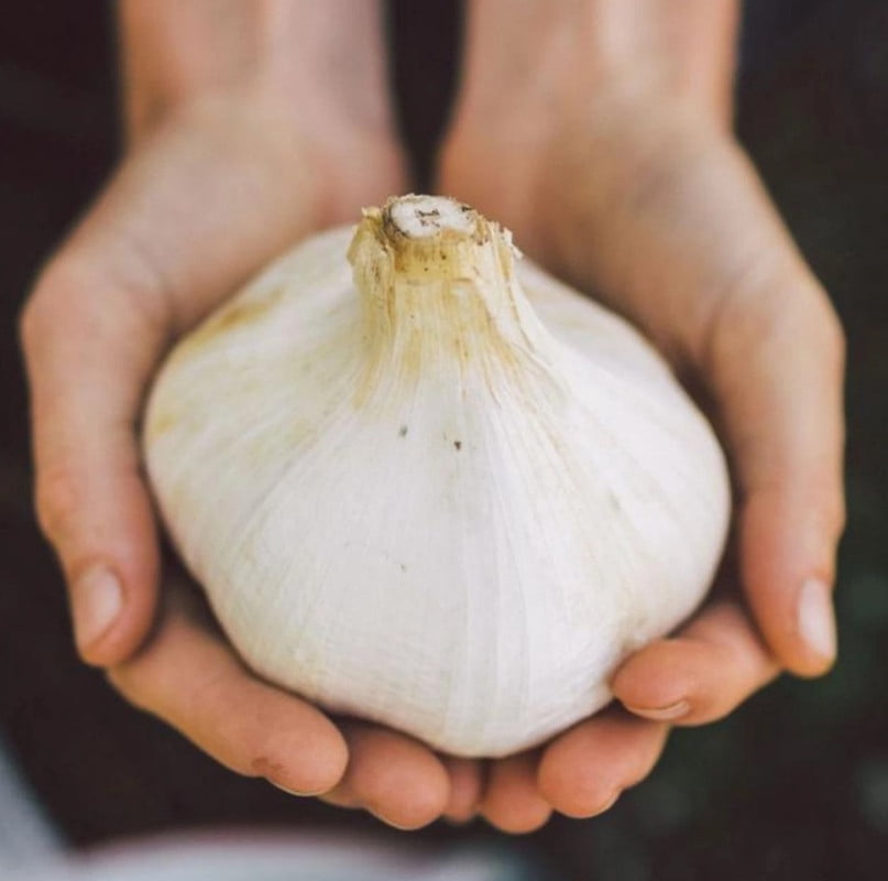 1 Elephant Garlic Huge Clove - Perennial Herb - Vegetable Garden