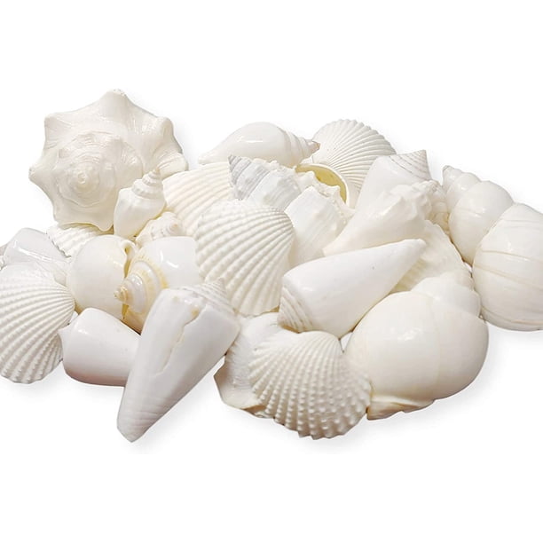 Set de vasos Shell Home Mix de conchas marinas blancas de 1 kg hasta 7,6 cm