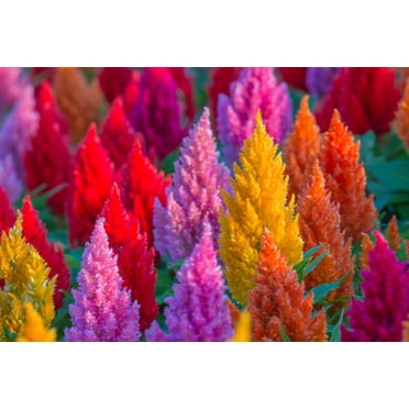 150 Mixed PAMPAS PLUMES COCKSCOMB Celosia Plumosa Flower Seeds