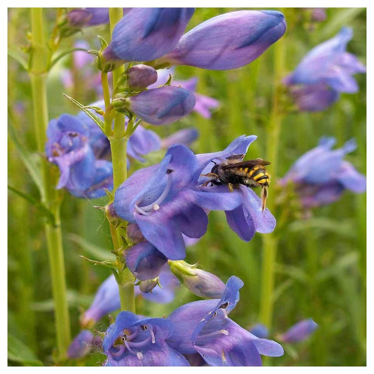Everwilde Farms - 1 lb Rocky Mountain Penstemon Native Wildflower Seeds - Gold Vault Bulk Seed Packet
