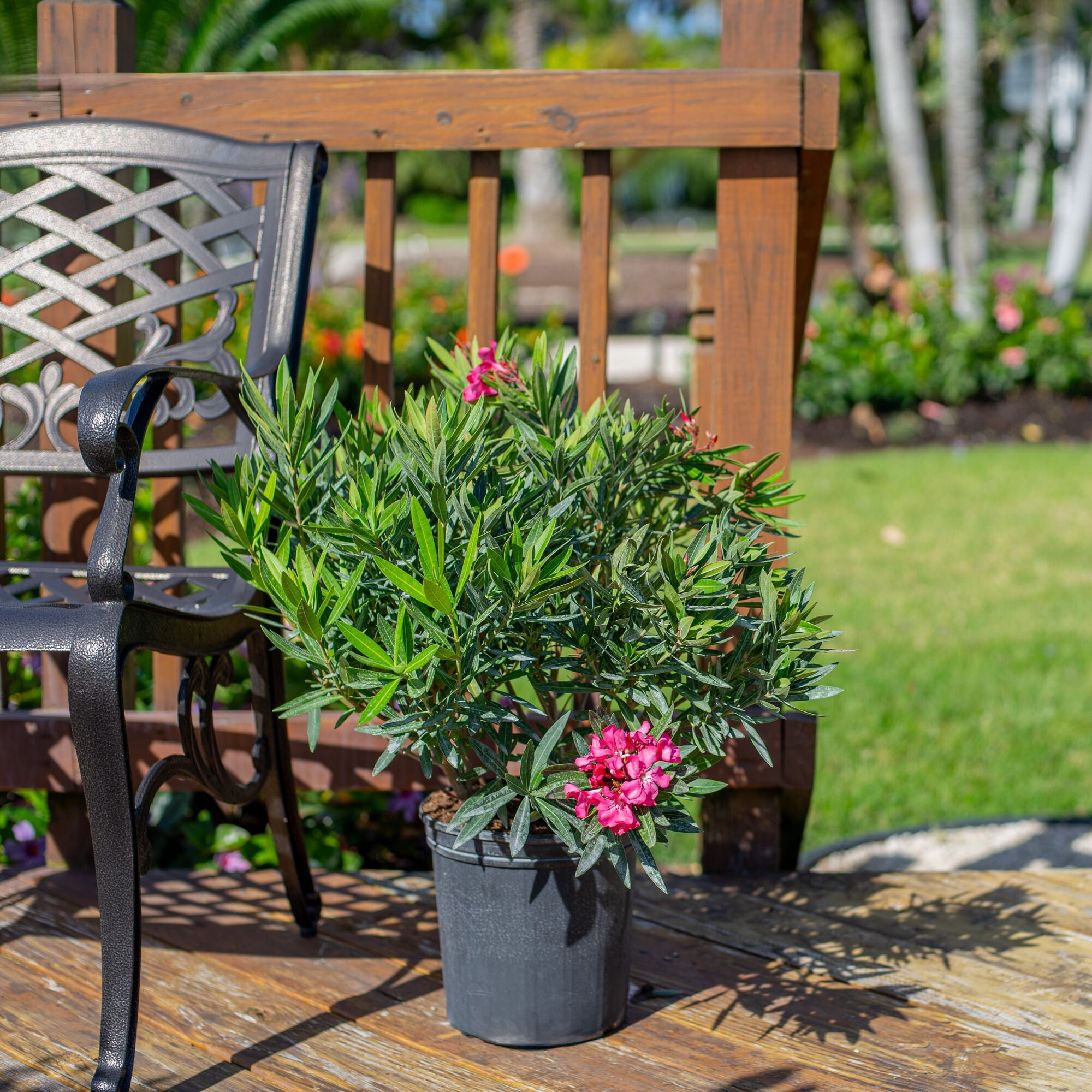 Island Blooms 26" Oleander Bush Live Outdoor Plant in 8.75" Grower Pot