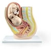Walter Products Pregnancy Pelvis with Mature Fetus, 2 Parts
