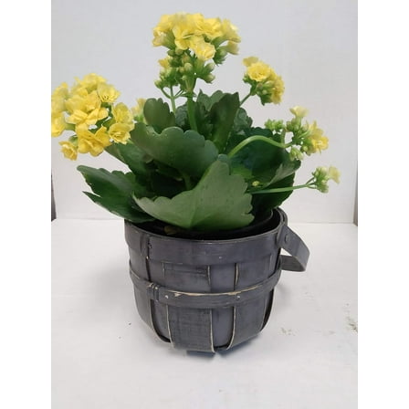 Live Yellow Kalanchoe in Woven Gray Gift Bucket- 4 Inch Plant