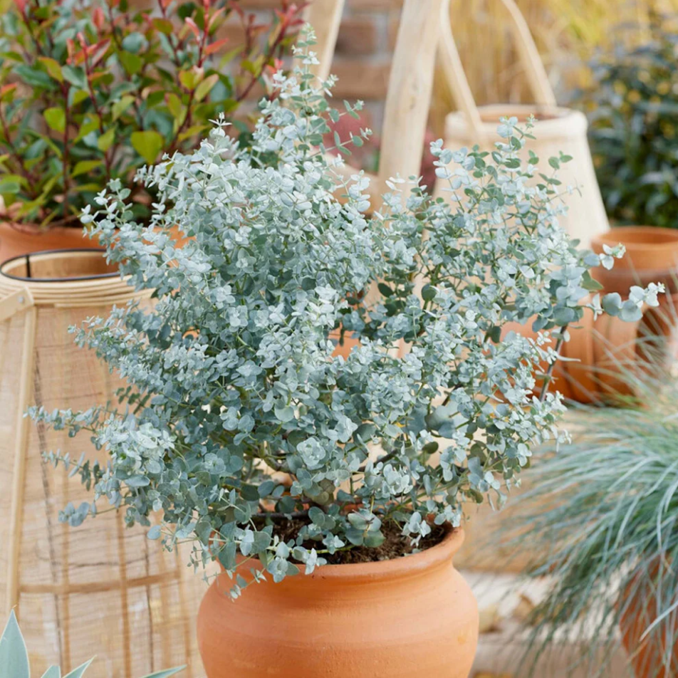 Eucalyptus Silver Dollar Plant Live for Planting, Silver Dollar Plant Indoor Outdoor, Fragrant Eucalyptus, Baby Blue Eucalyptus Plant, 6-8 Inch Tall, 5 Inch Pot