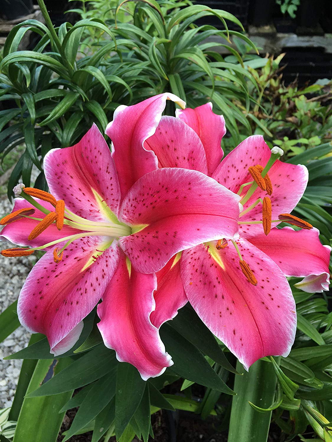 star gazer lily picture