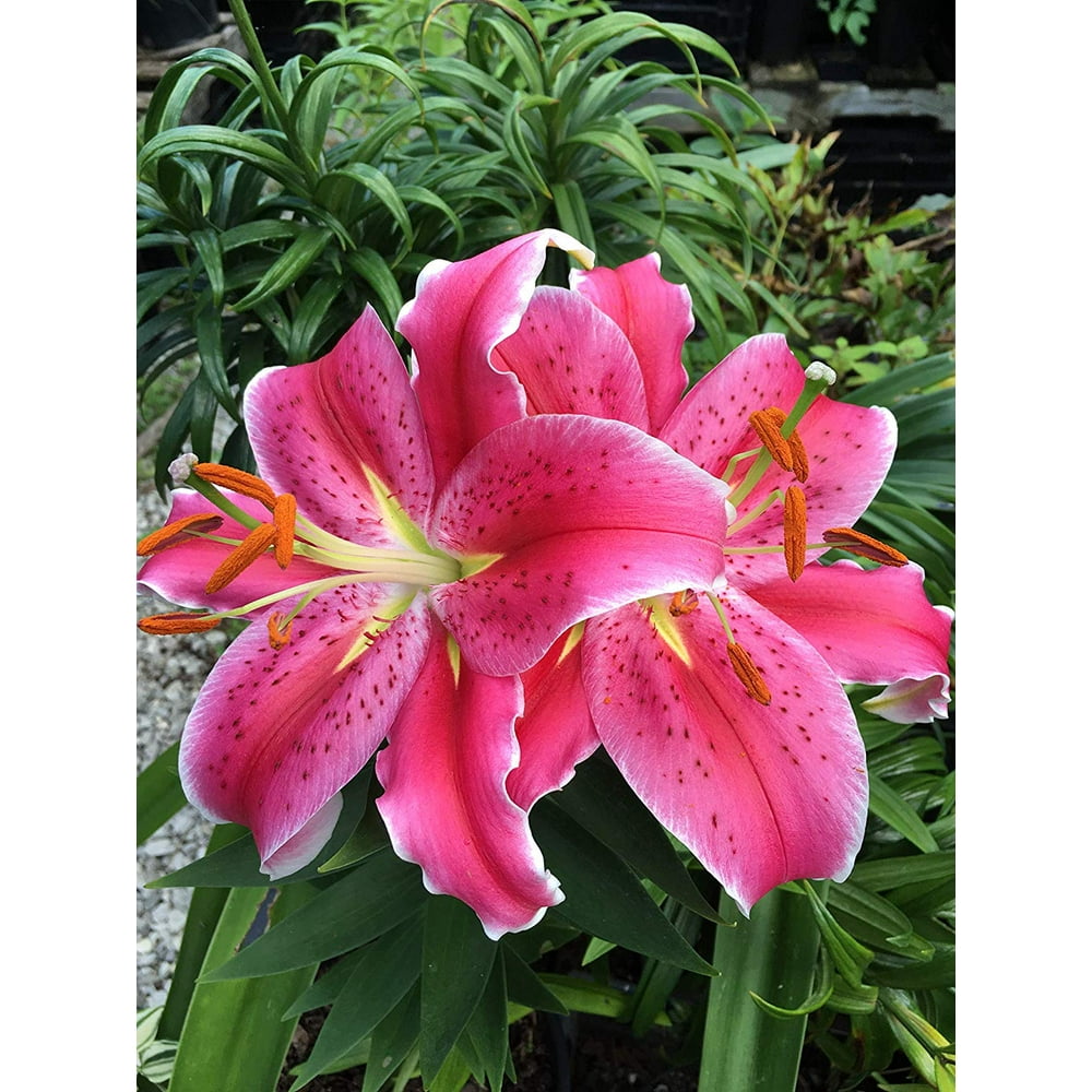 10 Stargazer Lily Bulbs