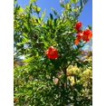 Pomegranate Tree Live Plant in a 4 inch Growers Pot Edible Fruit