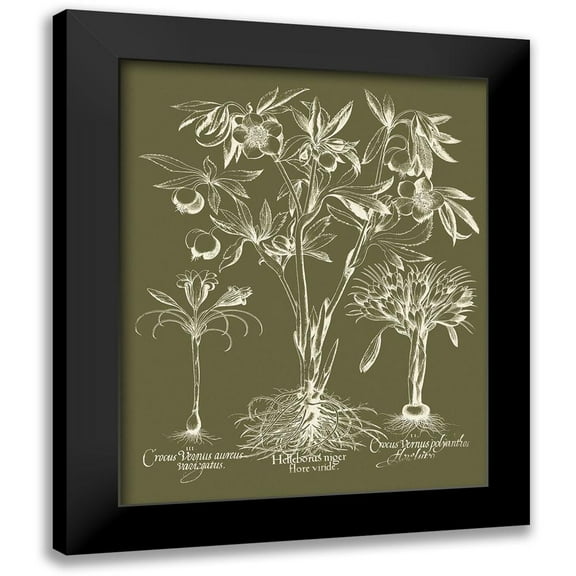 Vision Studio 12x14 Black Modern Framed Museum Art Print Titled - Custom Delicate Besler Botanical II