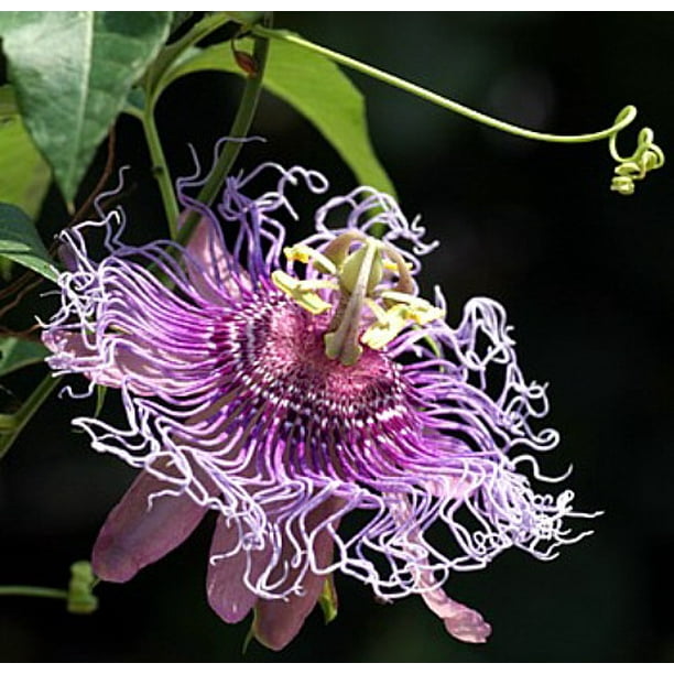 Incense Inspiration Passion Flower Passiflora Indoors/Out! 4" Pot