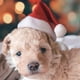 thumbnail image 3 of Warm Pet Cat Dog Santa Claus Hat Navidad Navidad Año Nuevo Cap Decoraciones Tmvgtek Oficina Multiescena Multifunción, 3 of 3