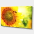 thumbnail image 2 of Sunflower Blooming on Field - Large Animal Canvas Art Print, 2 of 4