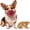 #I, variant on Scary Dog Mask Latex Costume for Small Medium Dogs Party Halloween