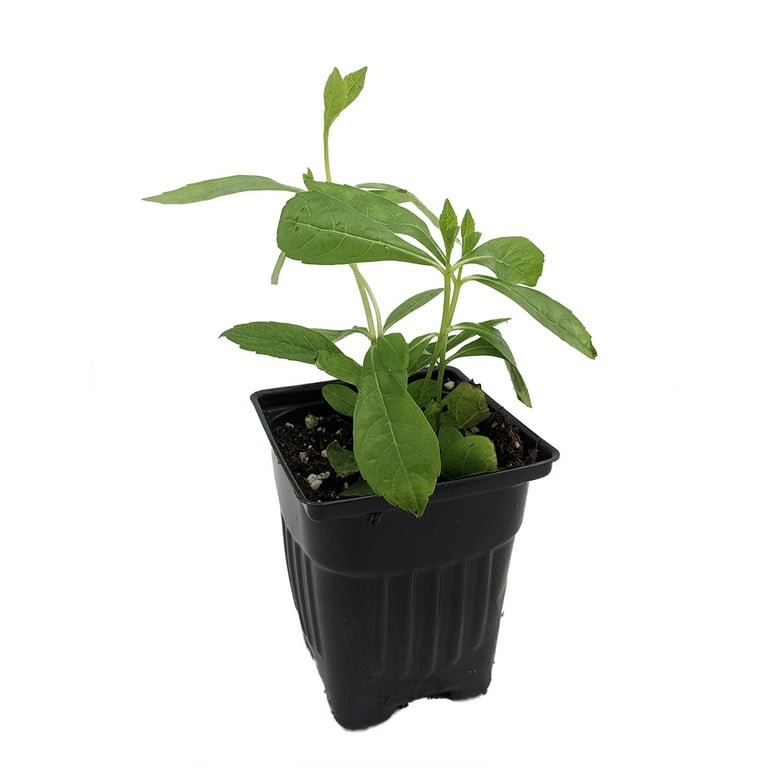 Rare Blue Wings Butterfly Plant - Clerodendrum ugandense - Indoors/Out - 2.5 Rare Blue Wings Butterfly Plant - Clerodendrum ugandense - Indoors/Out - 2.5