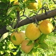 thumbnail image 2 of Golden Delicious Apple Tree Live Trees, Sweet, Yellow Apples, 2 of 6