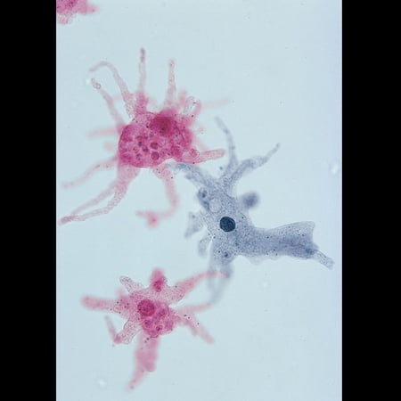 Amoeba Proteus Prepared Microscope Slide  Whole Mount price history on PriceWatchPro