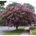 thumbnail image 5 of Crape Myrtle Twilight  10 Live Plants  Deep Purple Blooms, Premium Live Plant, Ornamental Garden Centerpiece for Stunning Seasonal Displays, 5 of 9