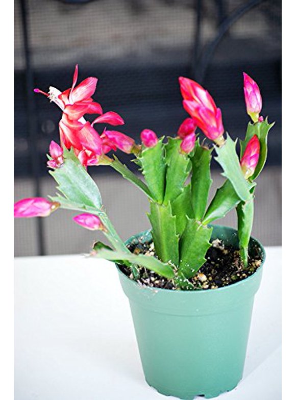 Christmas Cactus in Fresh Christmas Greenery