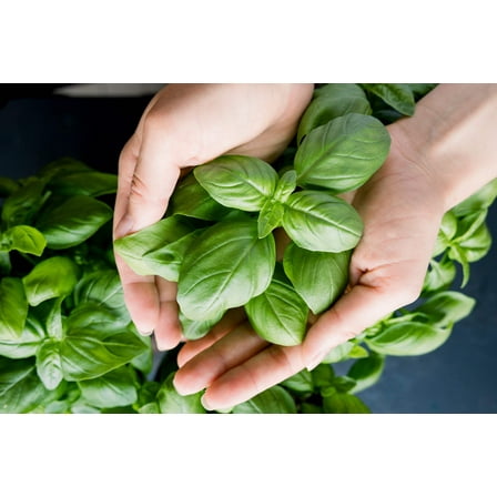 2000 SWEET GENOVESE BASIL Ocimum Basilicum Herb Flower Seeds