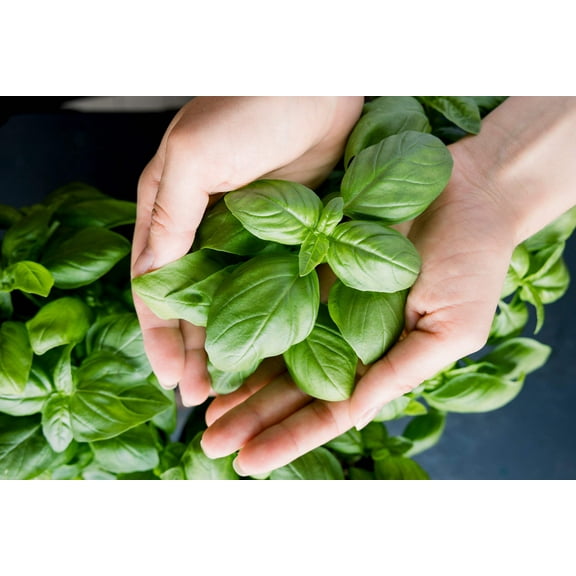 2000 SWEET GENOVESE BASIL Ocimum Basilicum Herb Flower Seeds